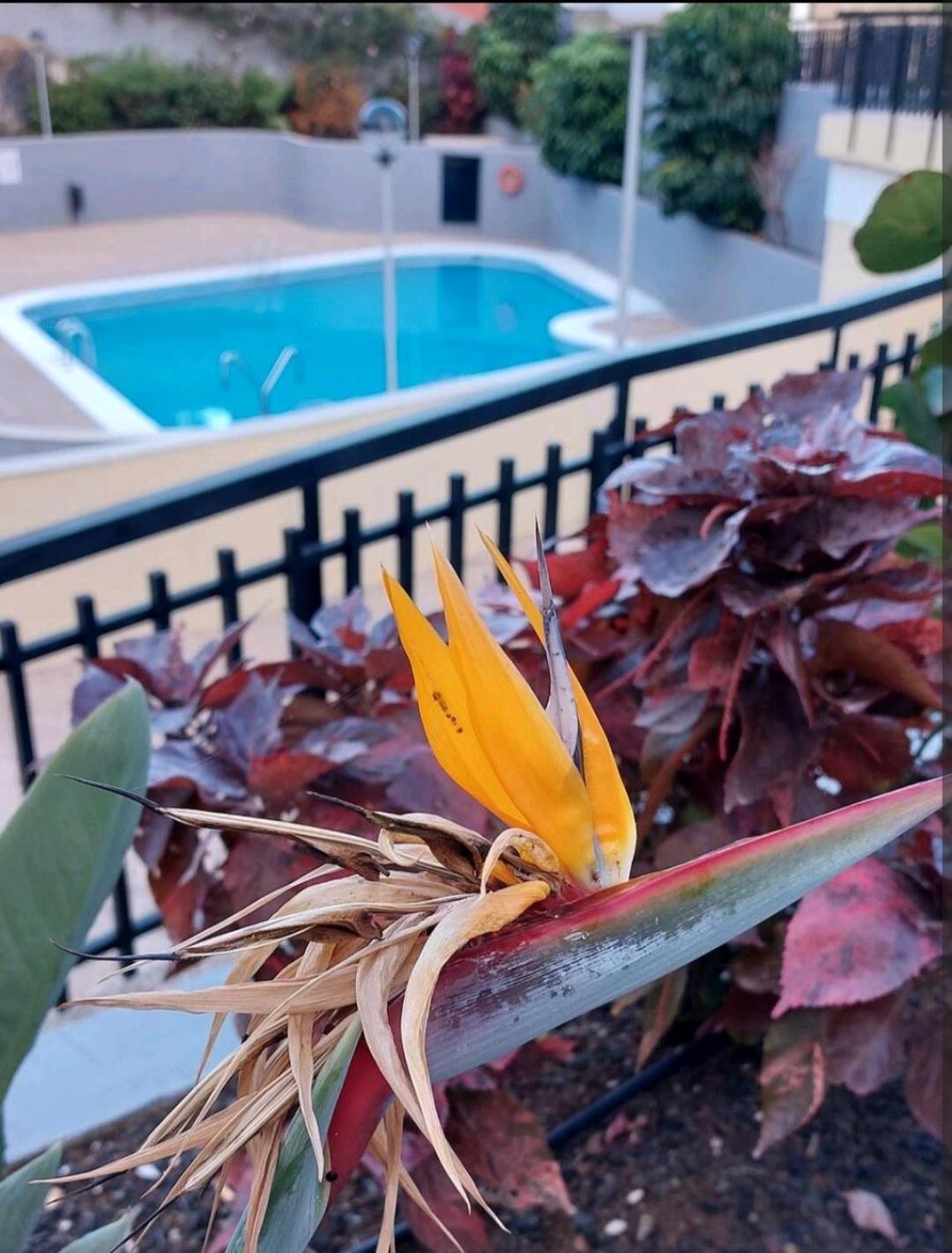 Balcon Atlantida Apartamento Candelaria Exterior foto
